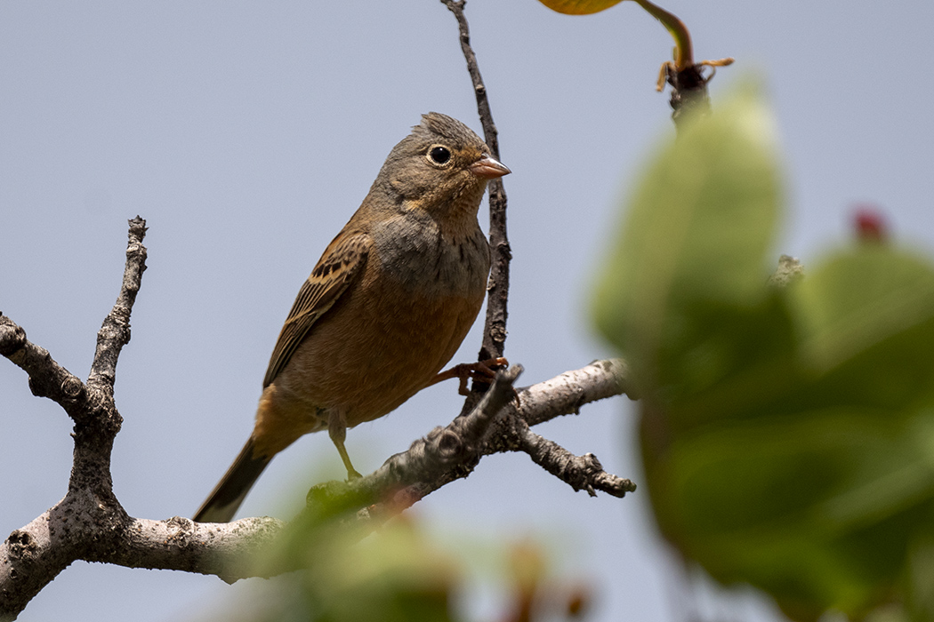 Cretzschmar's Bunting